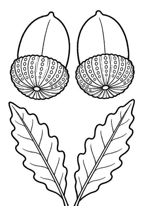 Fall coloring pages — Two acorns with oak leaves